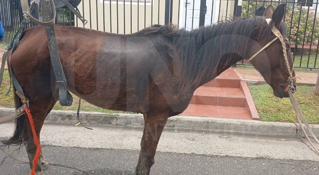 Proteccionistas de Paraná rescataron una yegua que era utilizada para tirar un carro. El animal apenas podía caminar por las heridas