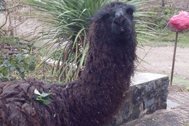 Una llama maleducada genera preocupación en Villa Carlos Paz