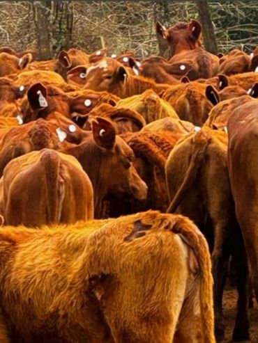 La ganadería apuesta a convertir los datos de cada animal en más eficiencia