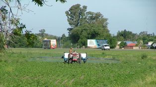 La UNL investiga el problema del uso de glifosato en el agro