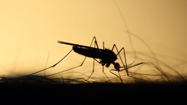 El mosquito Aedes albifasciatus es el que actúa como vector de la enfermedad