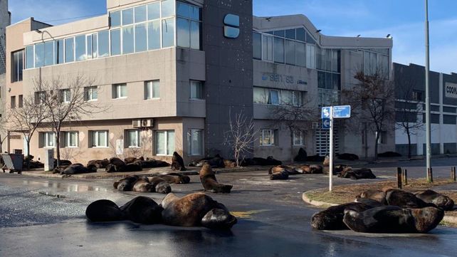Los lobos marinos invaden las calles del puerto marplatense