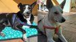 Buscan hogar de tránsito para los perros del Gitano, internado tras un ACV