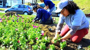 Con canteros bien coloridos, la ciudad de prepara para recibir la primavera