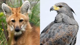 El aguará guazú y el águila coronada serán incluidos en el Plan Nacional de Extinción Cero