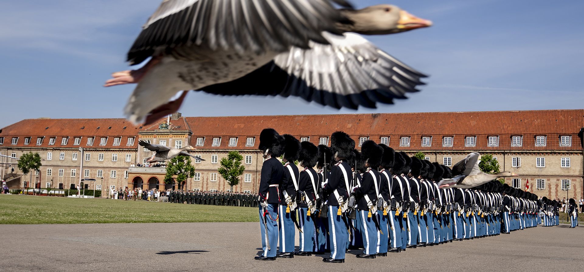 Un ganso pasa volando mientras el rey Frederik X de Dinamarca presenta la Guardia del Rey durante el desfile de aniversario en los Royal Life Guards en el Life Guard Barracks en Copenhague, el jueves 27 de junio de 2024. (Ida Marie Odgaard/Ritzau Scanpix vía AP) Un ganso pasa volando mientras el rey Frederik X de Dinamarca presenta la Guardia del Rey durante el desfile de aniversario en los Royal Life Guards en el Life Guard Barracks en Copenhague, el jueves 27 de junio de 2024. (Ida Marie Odgaard/Ritzau Scanpix vía AP)