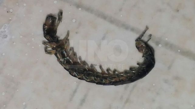 El extraño ciempiés venenoso también apareció en una casa de barrio Las Delicias