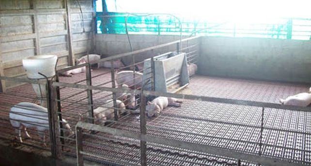 Maniataron a los moradores de un campo y se llevaron 98 cerdos