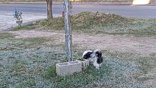 En plazas&nbsp; y espacios verdes de Paraná se pudo ver los efectos de la helada