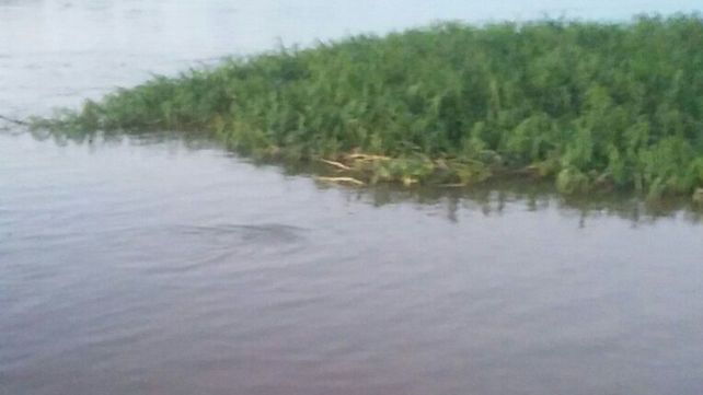 Tecnópolis dejó de ser la atracción y un animal en el río se llevó todas las miradas
