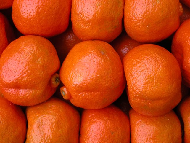 Los cítricos dulces son prioridad número uno en las negociaciones de apertura con Estados Unidos.