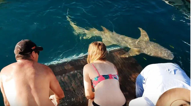 Quiso darle de comer a un tiburón y se salvó de milagro Quiso darle de comer a un tiburón y se salvó de milagro
