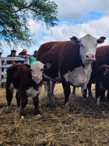 Pruebas pastoriles: el camino hacia una carne de mayor calidad