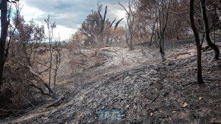 Rige alerta por vientos intensos en zona de los incendios que y afectaron 6.715 hectáreas. Refuerzan recursos para combatir los incendios en la Patagonia