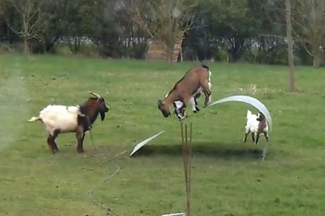 Las cabras equilibristas arrasa en las redes sociales