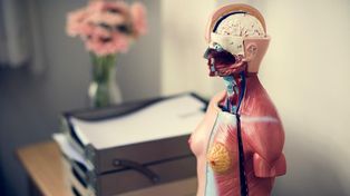 Por qué aprender sobre el cuerpo humano se ha convertido en un pasatiempo moderno