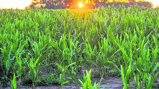 El maíz no se toca: la zona núcleo mantendría la misma área sembrada en la nueva campaña
