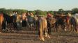 Increíble cruzada solidaria de dos ONGs que rescatan caballos víctimas de la tracción a sangre