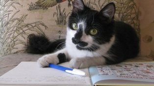 La gata Corazón protagoniza la saga narrativa escrita por Agustín González, que este sábado celebra una década de su publicación inaugural