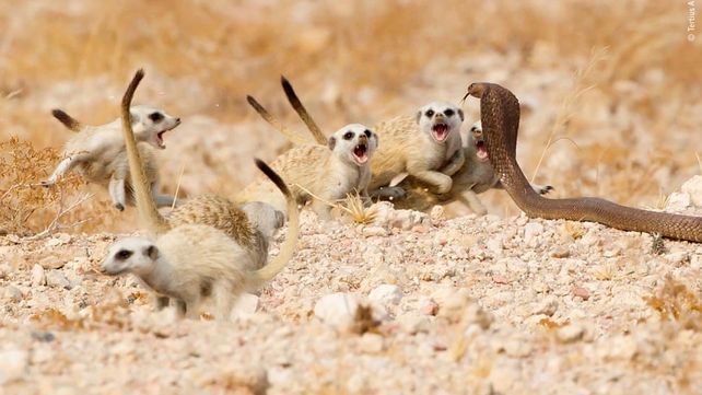 Las imágenes que concursan por el premio al Fotógrafo de Vida Silvestre 2018