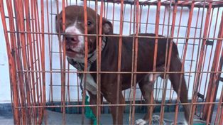 Se recuperó un perro de raza pitbull en Santa Fe con signos de maltrato y bajo peso.