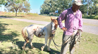 Los caballos vivirán en un terreno adaptado y dedicado al rescate de animales