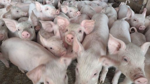 El sector porcino vive un presente complejo