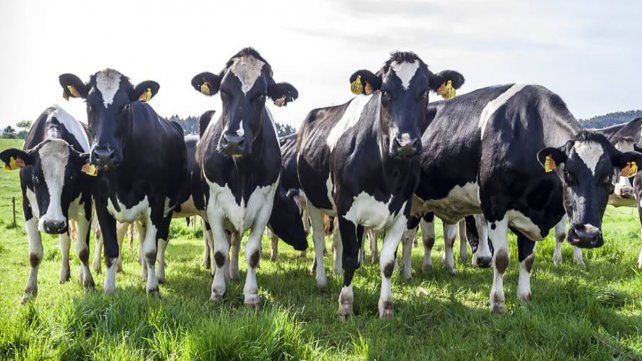 Anticipan que, como sucederá con la carne, habrá también un aumento en el precio de la leche