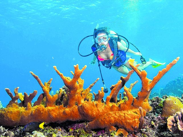 Bajo el mar. El snorkeling es una actividad que permite descubrir el fascinante mundo subacuático de la isla caribeña.