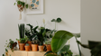 Verde en invierno: 11 plantas de fáciles cuidados para adornar un departamento