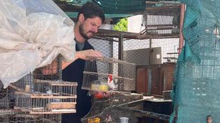 Se rescataron más de 70 aves silvestres, algunas en peligro de extinción
