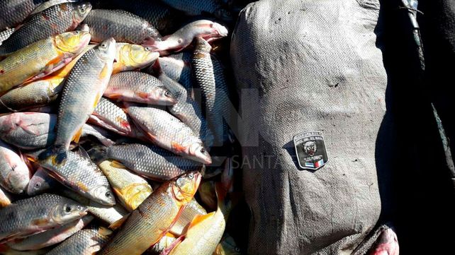 Secuestraron más de dos toneladas de pescados depredados en el río