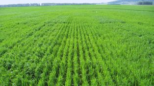 La nutrición impacta en el rendimiento y en la calidad del grano