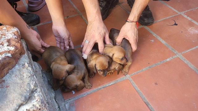 Rescataron 11 perros y un conejo hacinados en cautiverio que tendrían destino de comercialización. El maltrato animal ocurrió en Concordia