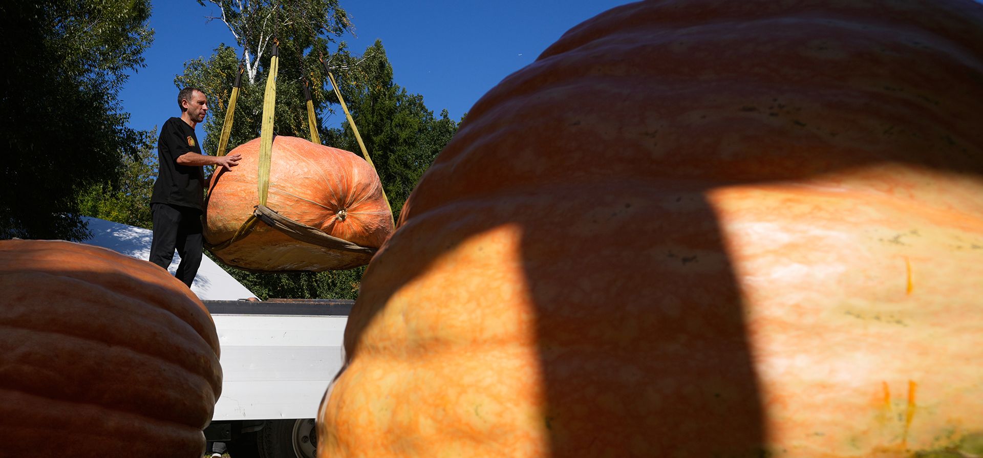 Un trabajador levanta una calabaza gigante durante una competición de pesaje en el festival de la cosecha "Batalla de Gigantes" en Moscú, el jueves 10 de septiembre de 2026. (Foto AP/Pavel Bednyakov) Un trabajador levanta una calabaza gigante durante una competición de pesaje en el festival de la cosecha "Batalla de Gigantes" en Moscú, el jueves 10 de septiembre de 2026. (Foto AP/Pavel Bednyakov)