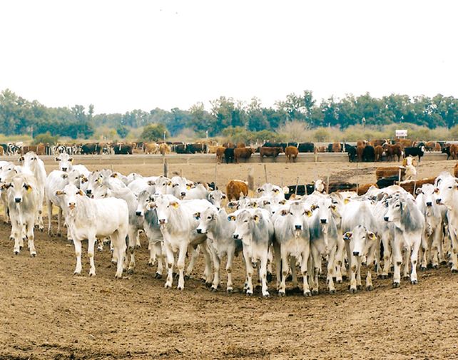 Tecnología y manejo: las claves de una ganadería competitiva