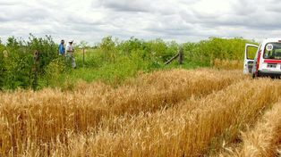 El equipo de investigación trabaja en las redes de polinización, buscando incluir a todas las plantas de los bordes de lotes y todos los polinizadores que las visitan