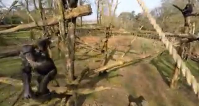 Un mono derribó con un palo a un drone que espiaba las costumbres de su especie