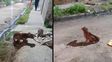Maltrato animal en barrio San Lorenzo: un pitbull fue hallado en estado crítico tras una pelea familiar