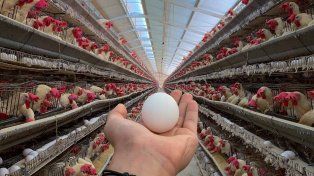 El consumo de huevos&nbsp; creció 5,16% en 2022, con 314 unidades per cápita al año. Argentina está cuarta a nivel mundial.