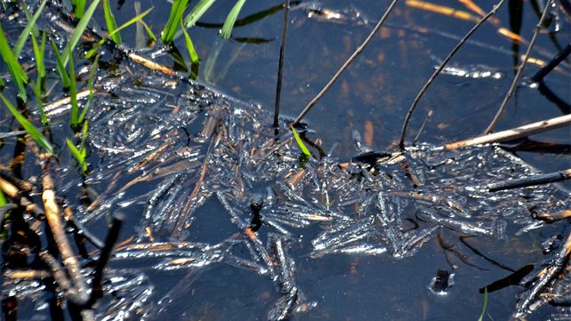 Cenizas en el Paraíso: cuáles son los riesgos para la fauna acuática de los humedales que sufrieron incendios