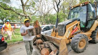 El Municipio ya recogió más de 8.000 toneladas de ramas y árboles caídos tras el temporal