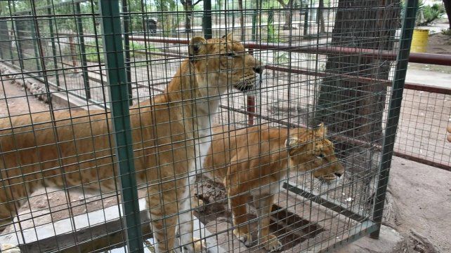Trasladarán a Entre Ríos a 19 grandes felinos y una osa