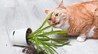 Qué plantas y flores pueden intoxicar a perros y gatos