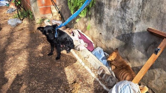 En Concordia se reiteran las denuncias por maltrato animal