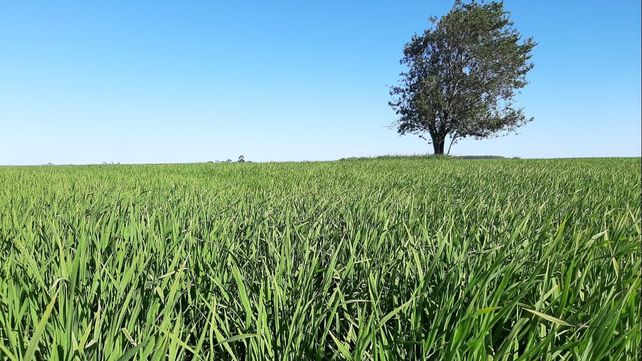 Producir una hectárea de arroz ronda los 1.200 dólares. La energía representa casi el 10% en Corrientes y 30% en Entre Ríos.