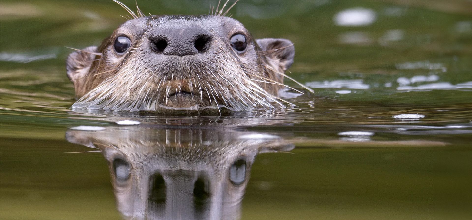 Una nutria de río de América del Norte sale a la superficie mientras caza cangrejos de río en el río Umpqua. Las nutrias se consideran una especie indicadora y su presencia es una señal de mejora de las condiciones de las cuencas hidrográficas, Oregón, EE. UU.. Fotografía: Robin Loznak/Zuma Press Wire/Rex/Shutterstock Una nutria de río de América del Norte sale a la superficie mientras caza cangrejos de río en el río Umpqua. Las nutrias se consideran una especie indicadora y su presencia es una señal de mejora de las condiciones de las cuencas hidrográficas, Oregón, EE. UU.. Fotografía: Robin Loznak/Zuma Press Wire/Rex/Shutterstock