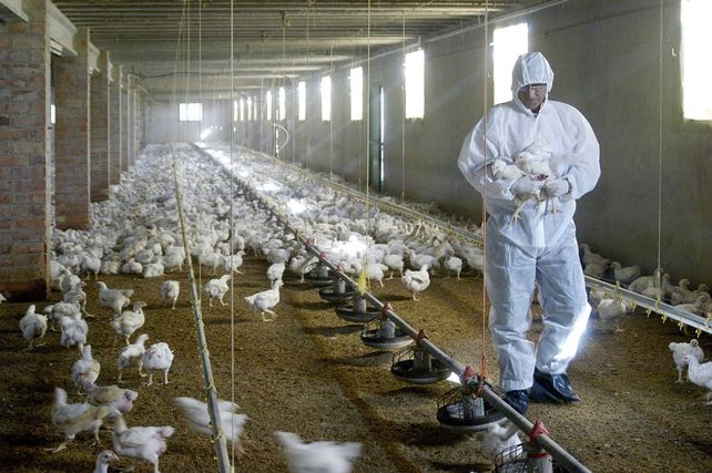 En Europa la epidemia es la mayor registrada hasta ahora. En un año se notificaron 2.520 brotes en aves de corral.