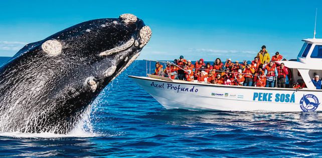 Más de 1.300 ballenas francas ya se pueden ver en las costas de Chubut
