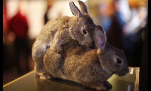 Un museo alemán exhibe animales teniendo sexo